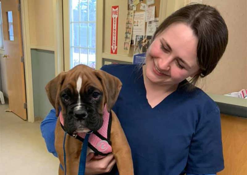 Dog Veterinary Care, Windham